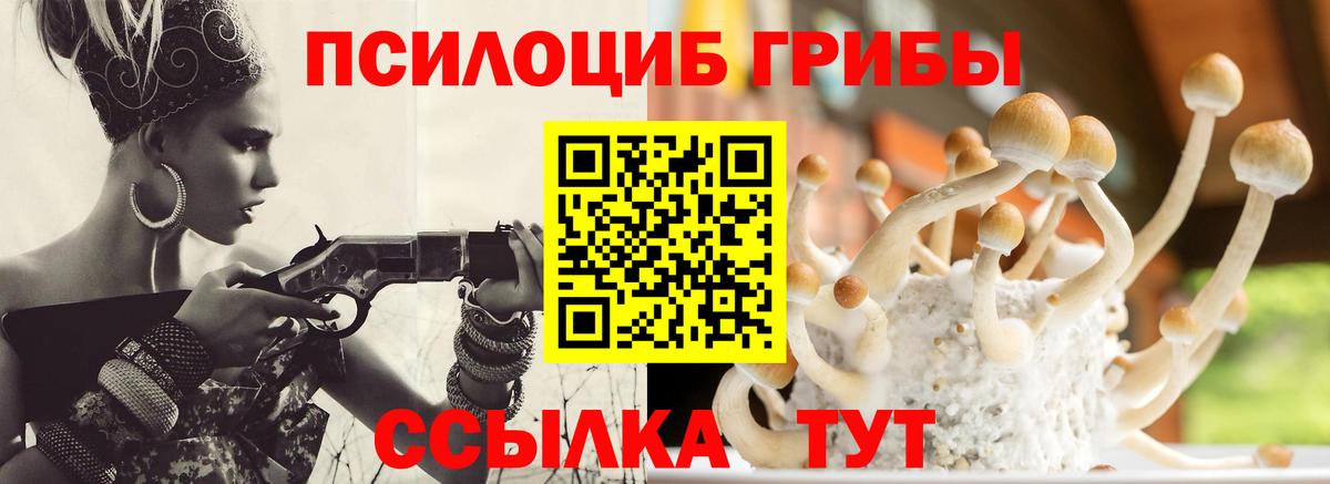 Галлюциногенные грибы Psilocybe Медногорск